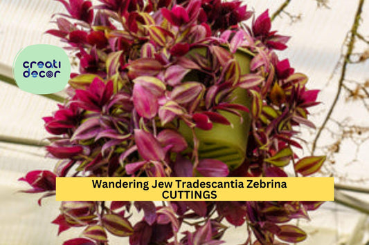 20 Wandering Jew Cuttings – Tradescantia zebrina 8–12" Long Fresh Stems – Easy to Root Trailing Plant – Free Shipping – USA