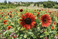 Velvet Queen Sunflower 15 Seeds | Deep Burgundy Blooms | Heirloom Sunflower | Pollinator Favorite