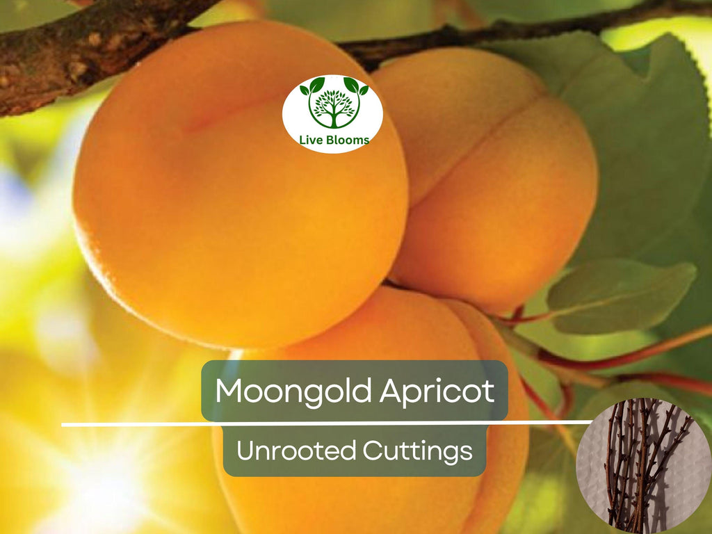 6 MOONGOLD APRICOT Scion Cuttings (Prunus armeniaca) Unrooted, Heirloom, Sweet Apricot Tree for Grafting or Rooting