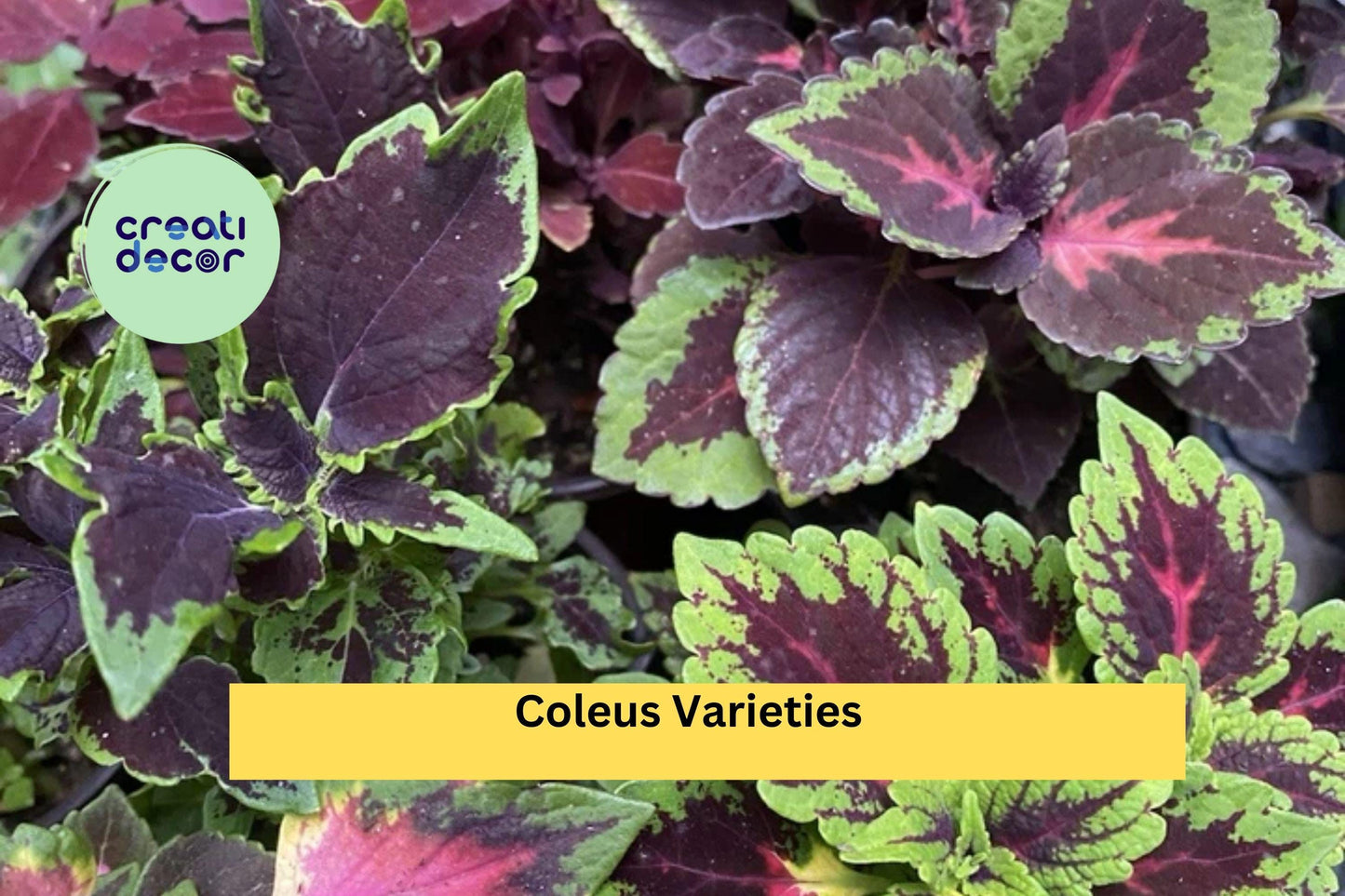 5 Coleus Varieties – Live Rooted Cuttings with Vibrant Multi-Color Foliage, Easy to Grow Starter Plants for Garden or Container