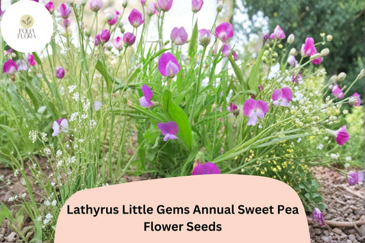 50+ Little Gems Sweet Pea Seeds for Garden Planting | Lathyrus odoratus | Dwarf Annual Sweet Pea