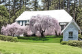 Weeping Yoshino Cherry Tree 1 Plant ~2 ft Tall (Prunus × yedoensis) Dwarf Cherry Tree