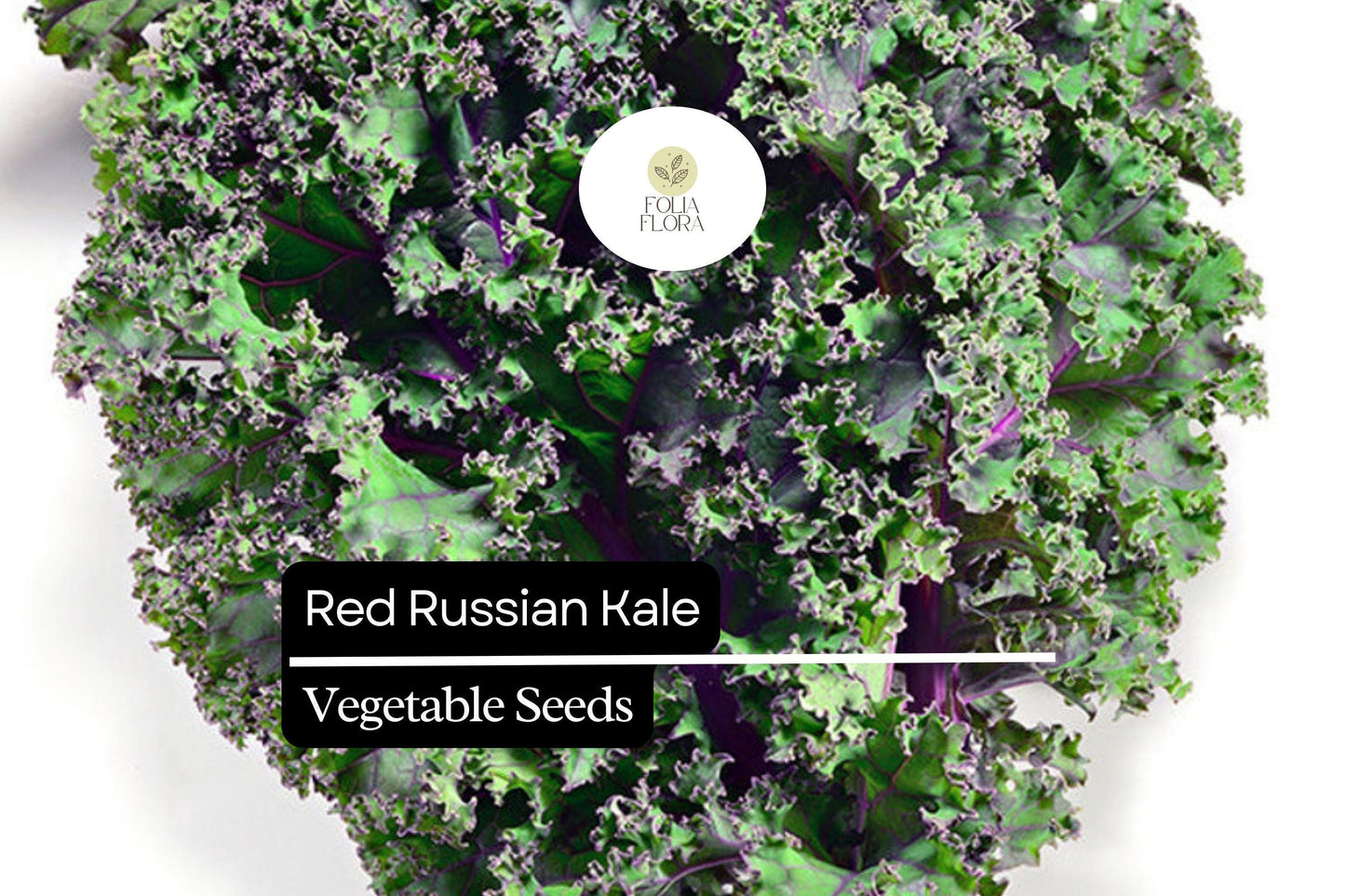 500 Red Russian Kale Seeds – Brassica napus – Heirloom, Tender & Sweet, Cold-Hardy, Fast-Growing