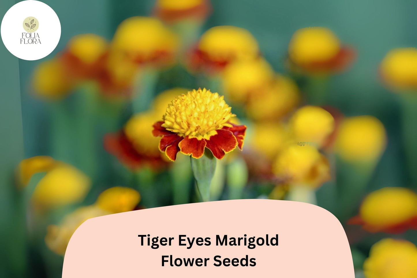 25+ Tiger Eyes Marigold Seeds | Tagetes patula | Striking Yellow-Red Blooms | Easy Annual Garden Planting | Pollinator-Friendly