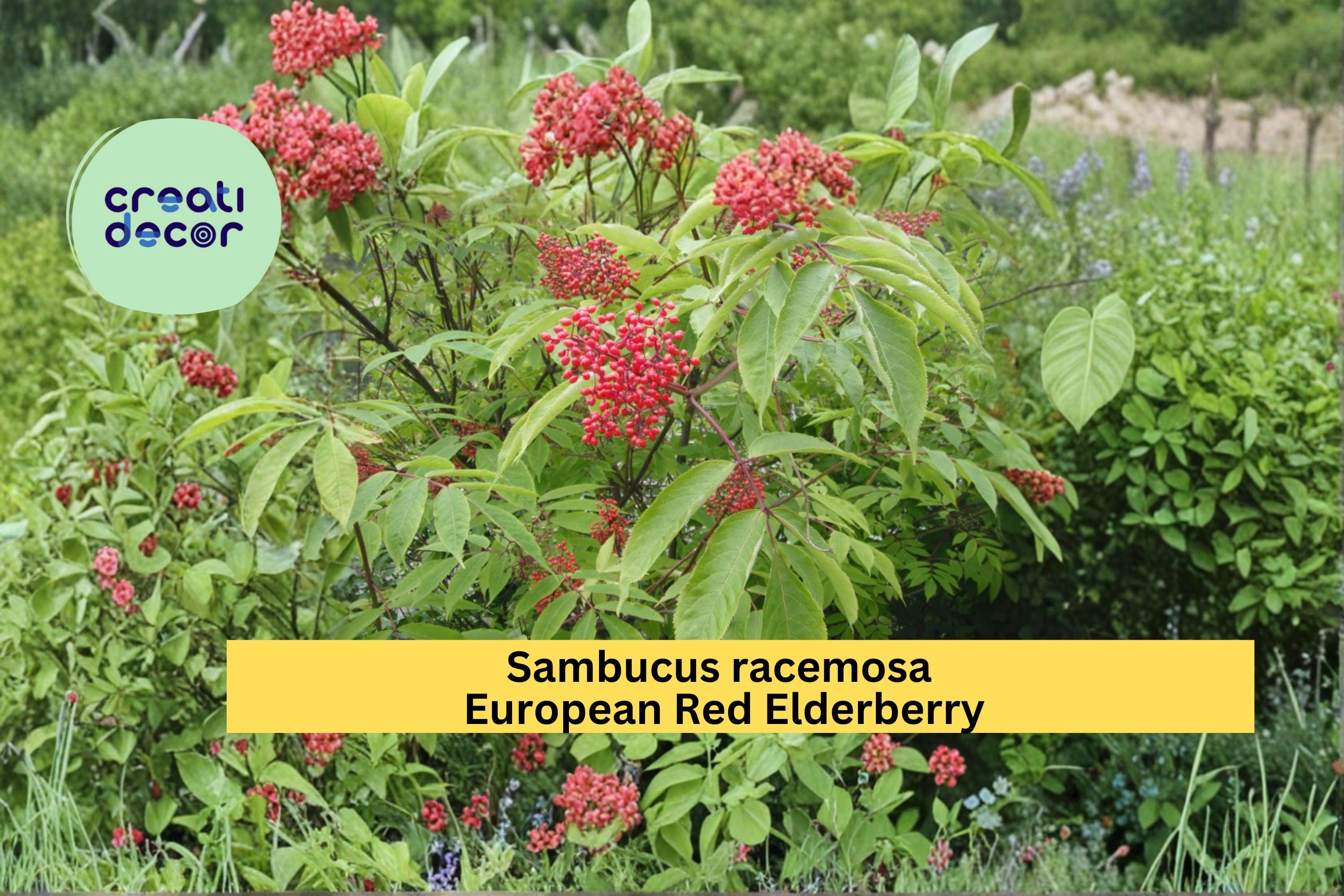 Red Elderberry Seeds Sambucus racemosa 30 Count Hardy Flowering Berry Shrub Garden Plant Seeds