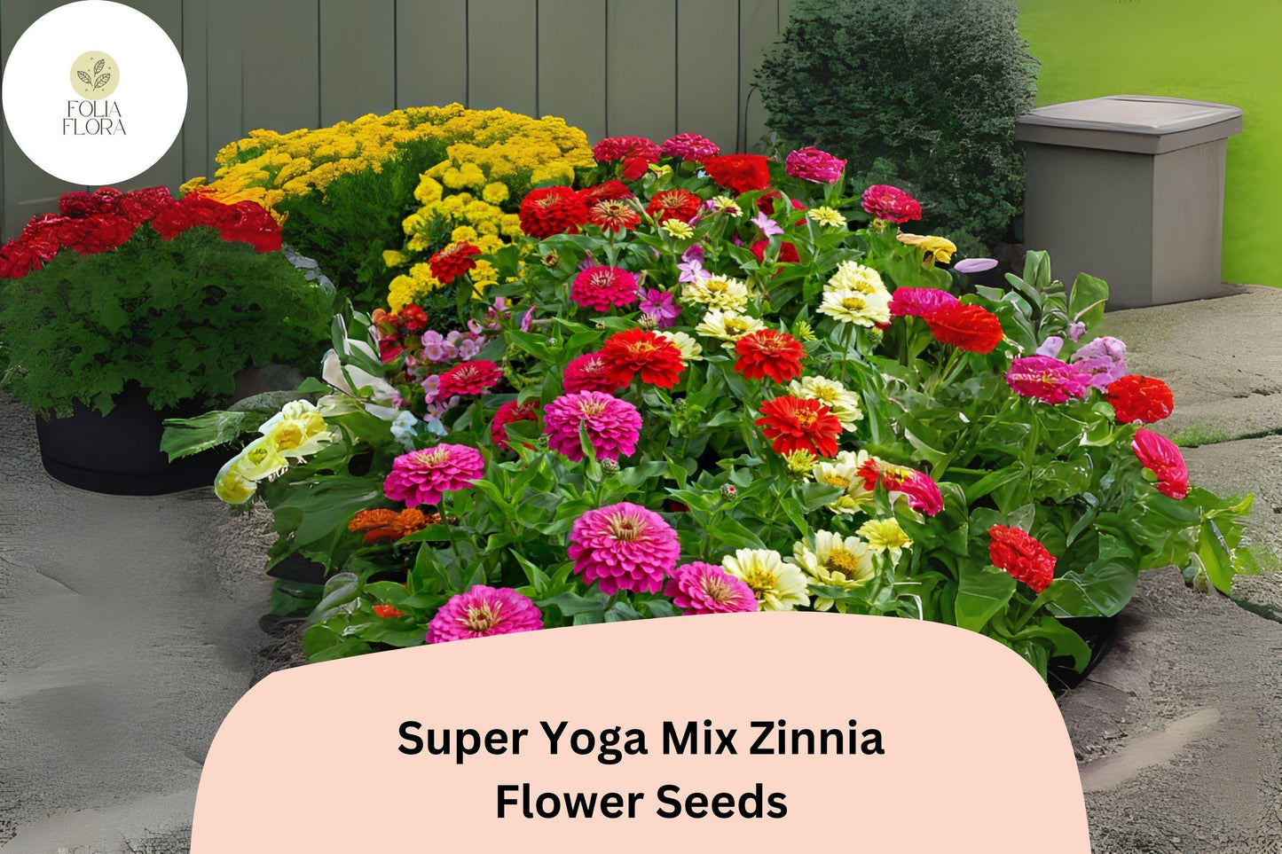 100+ Super Yoga Mix Zinnia Seeds – Colorful Tall Annual Flowers for Garden Planting, Borders & Cut Flower Bouquets