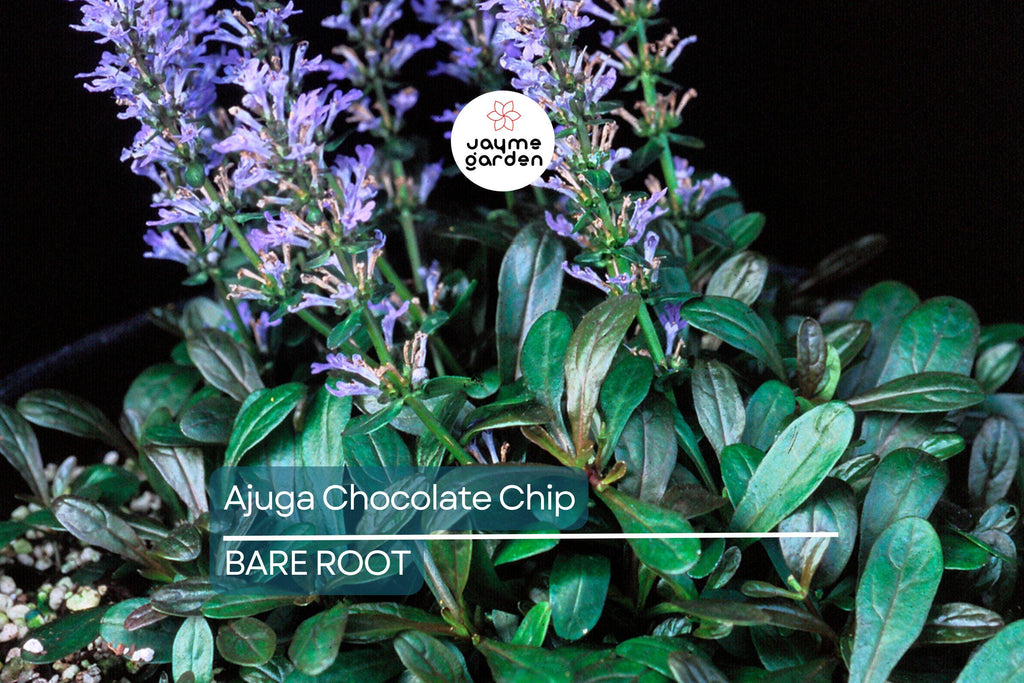 3 Live Ajuga Chocolate Chip Bugleweed Plants – Bare Root Perennial Ground Cover