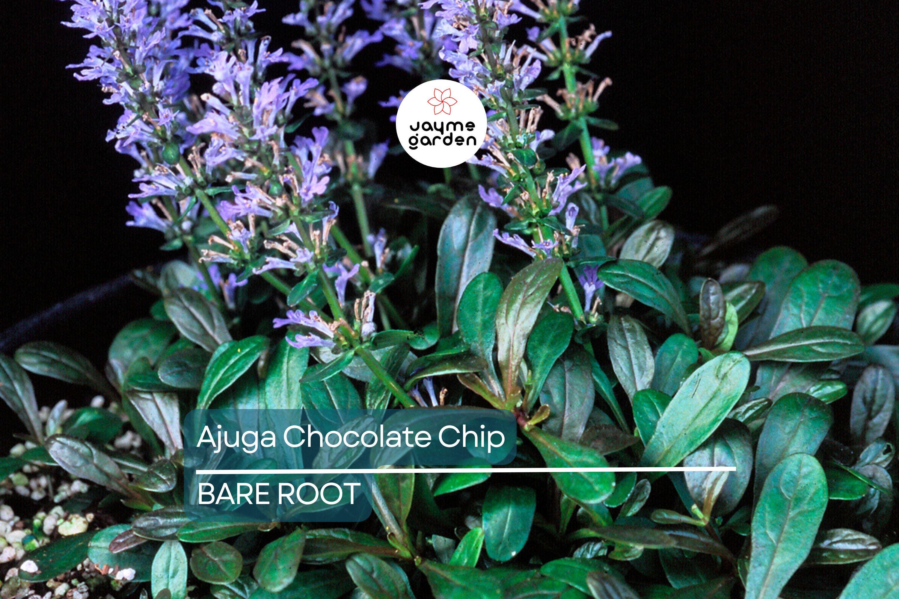 3 Live Ajuga Chocolate Chip Bugleweed Plants – Bare Root Perennial Ground Cover