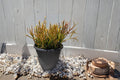 Firesticks Pencil Cactus 10 Cuttings 5-8" (Euphorbia tirucalli) Succulent Plant