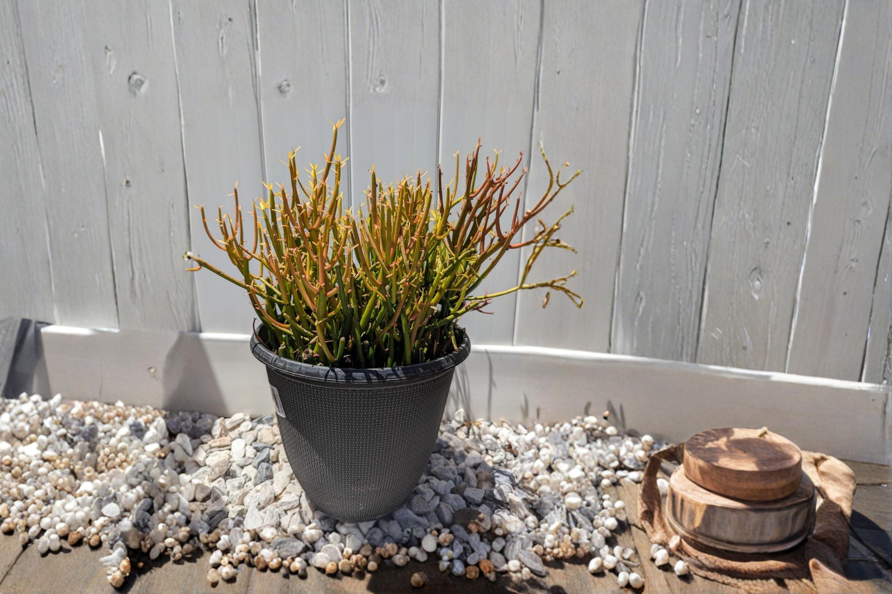 Firesticks Pencil Cactus 10 Cuttings 5-8" (Euphorbia tirucalli) Succulent Plant