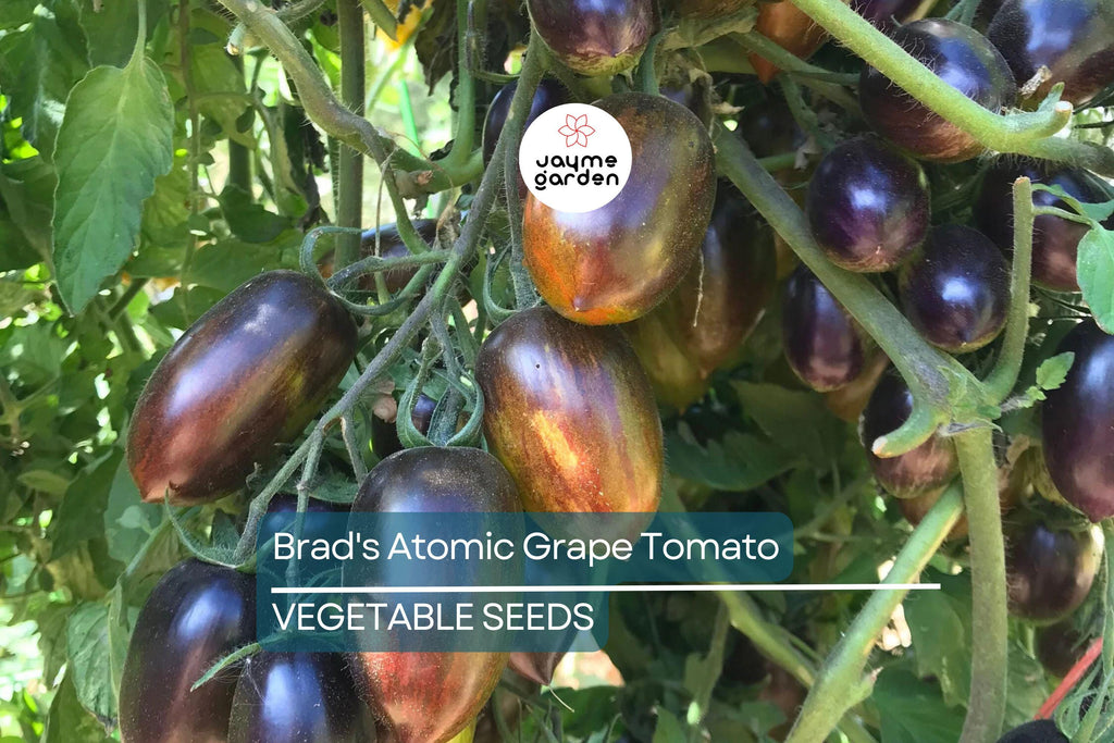 10 Seeds Brad's Atomic Grape Tomato - Rare Heirloom - Non-GMO - Colorful Stripes - Sweet Flavor - Unique Cherry Tomatoes