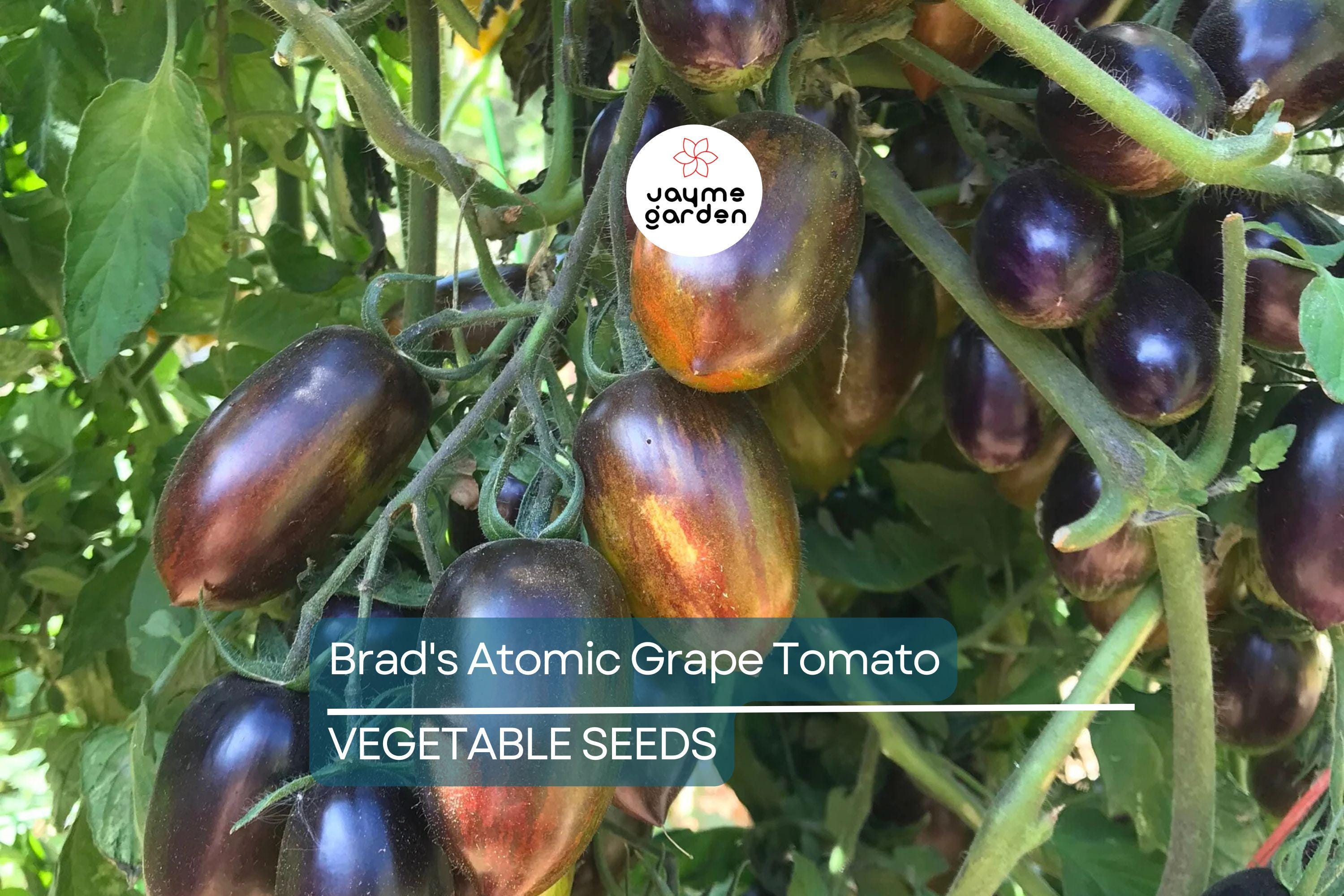 10 Seeds Brad's Atomic Grape Tomato - Rare Heirloom - Non-GMO - Colorful Stripes - Sweet Flavor - Unique Cherry Tomatoes