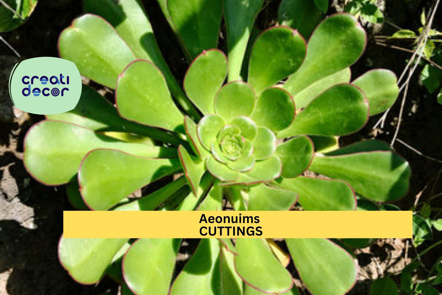 Aeonium Succulent Cutting | 1 Unrooted Rosette Starter | Easy Propagation Plant | Colorful Foliage | Great for Succulent Lovers