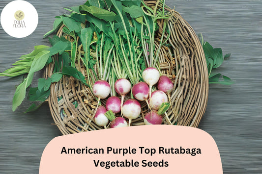 500+ American Purple Top Rutabaga Seeds – Heirloom Brassica Seeds for Garden Planting