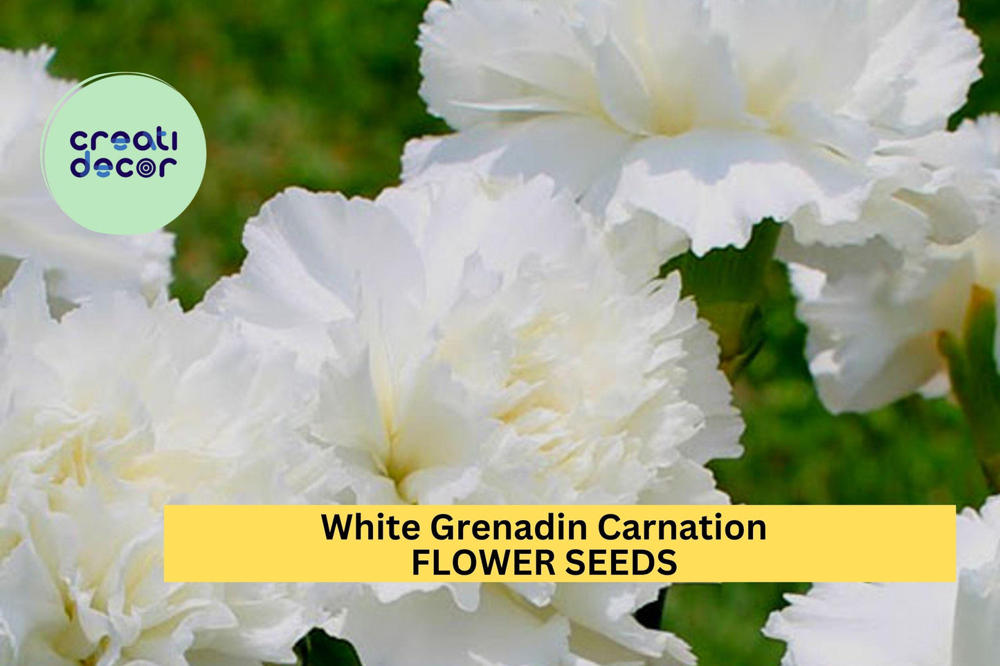 200+ White Grenadin Carnation Seeds – Elegant Double Blooms for Garden Planting, Classic Cut Flowers for Beds & Bouquets – USA