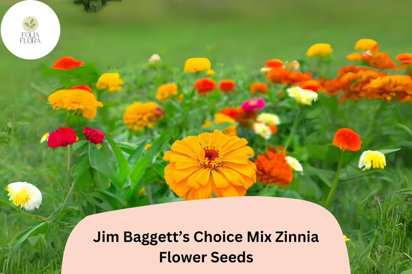 100+ Jim Baggett’s Choice Mix Zinnia Seeds – Tall Colorful Blooms for Cutting & Summer Gardens