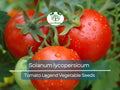 100 mg Seeds Tomato Legend – Solanum lycopersicum Vegetable for Planting | Disease-Resistant, Early-Maturing, Heirloom Variety