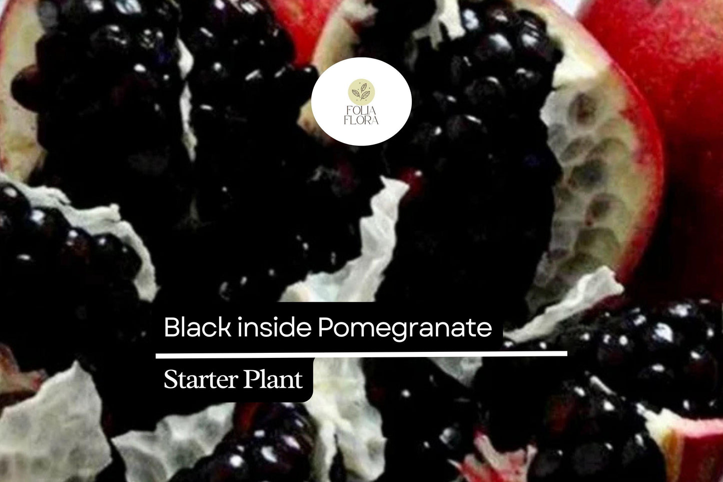 1 Starter Plant Black Inside Pomegranate Tree (Punica granatum) Live Tropical Fruit Tree 10"-24"
