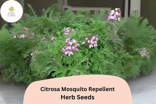Citrosa Geranium Seeds (Pelargonium citrosum) | 25+ Seeds | Natural Mosquito Repellent & Fragrant Garden Plant
