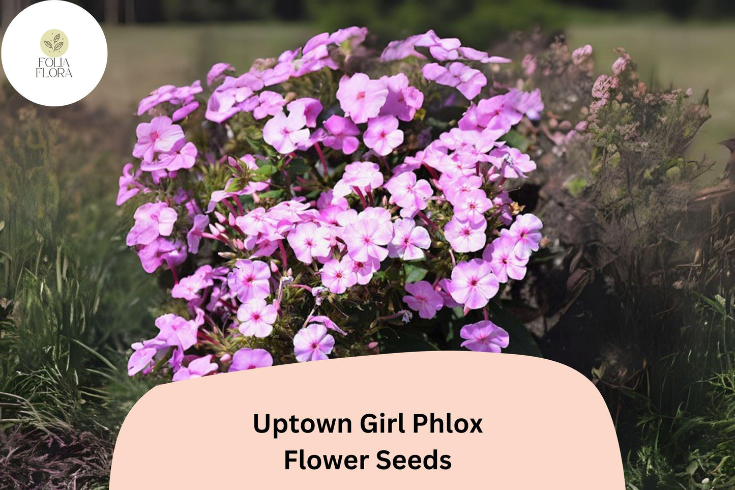 100+ Uptown Girl Phlox Seeds – Perennial Phlox paniculata, Pink Blooms with Dark Eyes