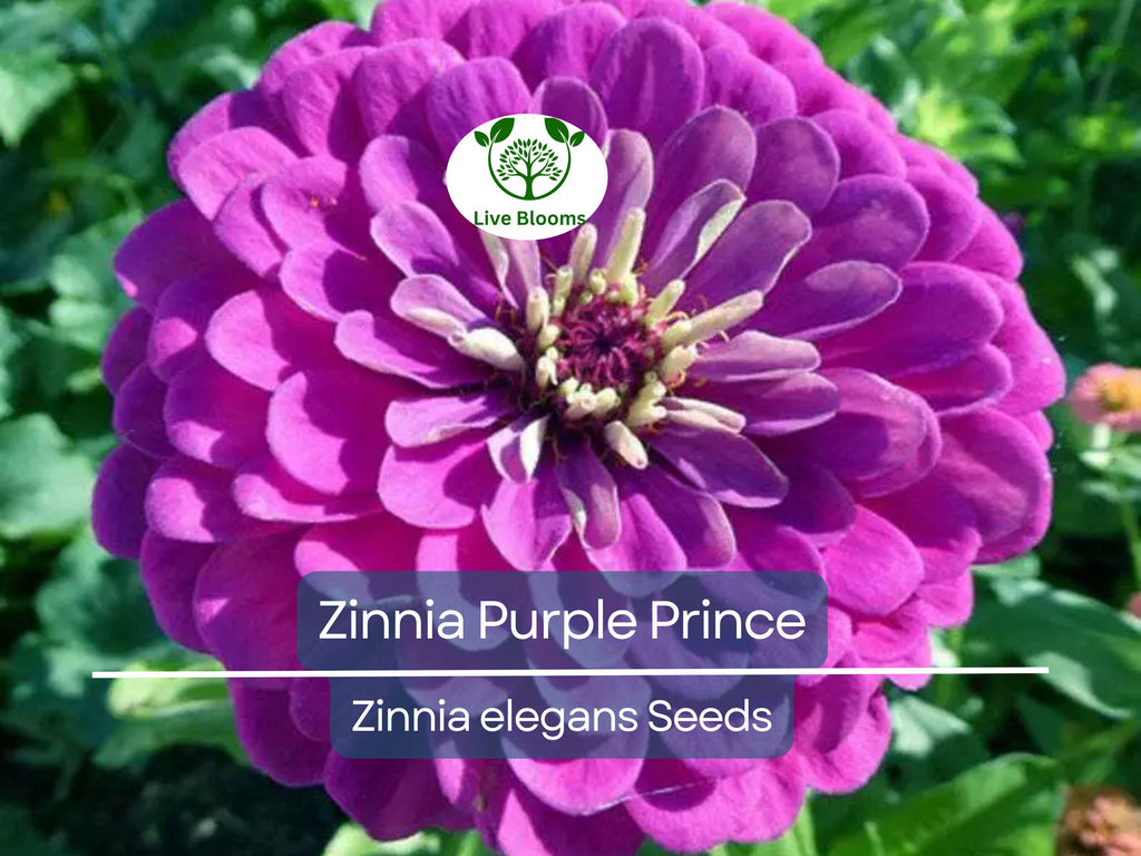 200 Zinnia Purple Prince Seeds – Zinnia elegans, Rich Purple Blooms, Attracts Butterflies & Finches, Cut Flower, Non-GMO