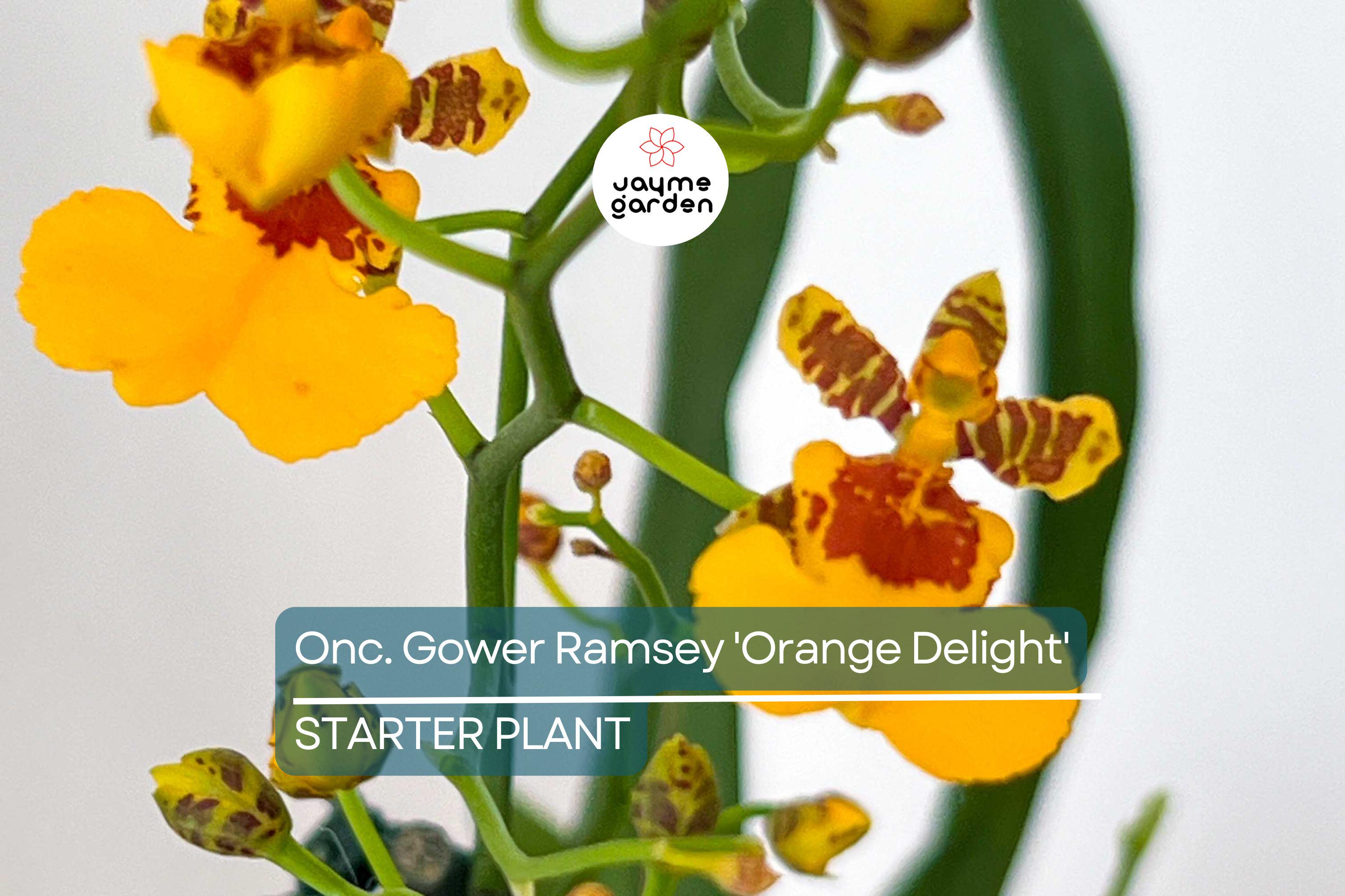 Oncidium Gower Ramsey 'Orange Delight' | Live Orchid Starter Plant | Vibrant Orange Flowers | Indoor & Outdoor | Potted 1B18