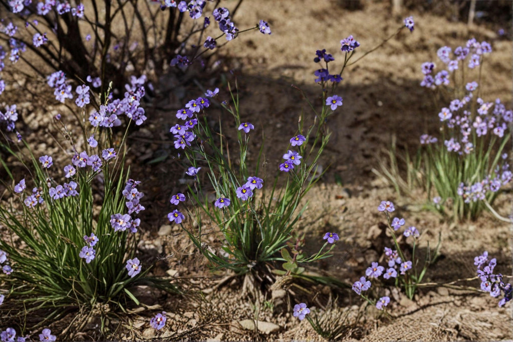Western Blue-Eyed Grass – Sisyrinchium bellum, Native Perennial Wildflower | Grass-Like Foliage (100 Seeds)