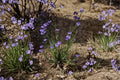 Western Blue-Eyed Grass – Sisyrinchium bellum, Native Perennial Wildflower | Grass-Like Foliage (100 Seeds)