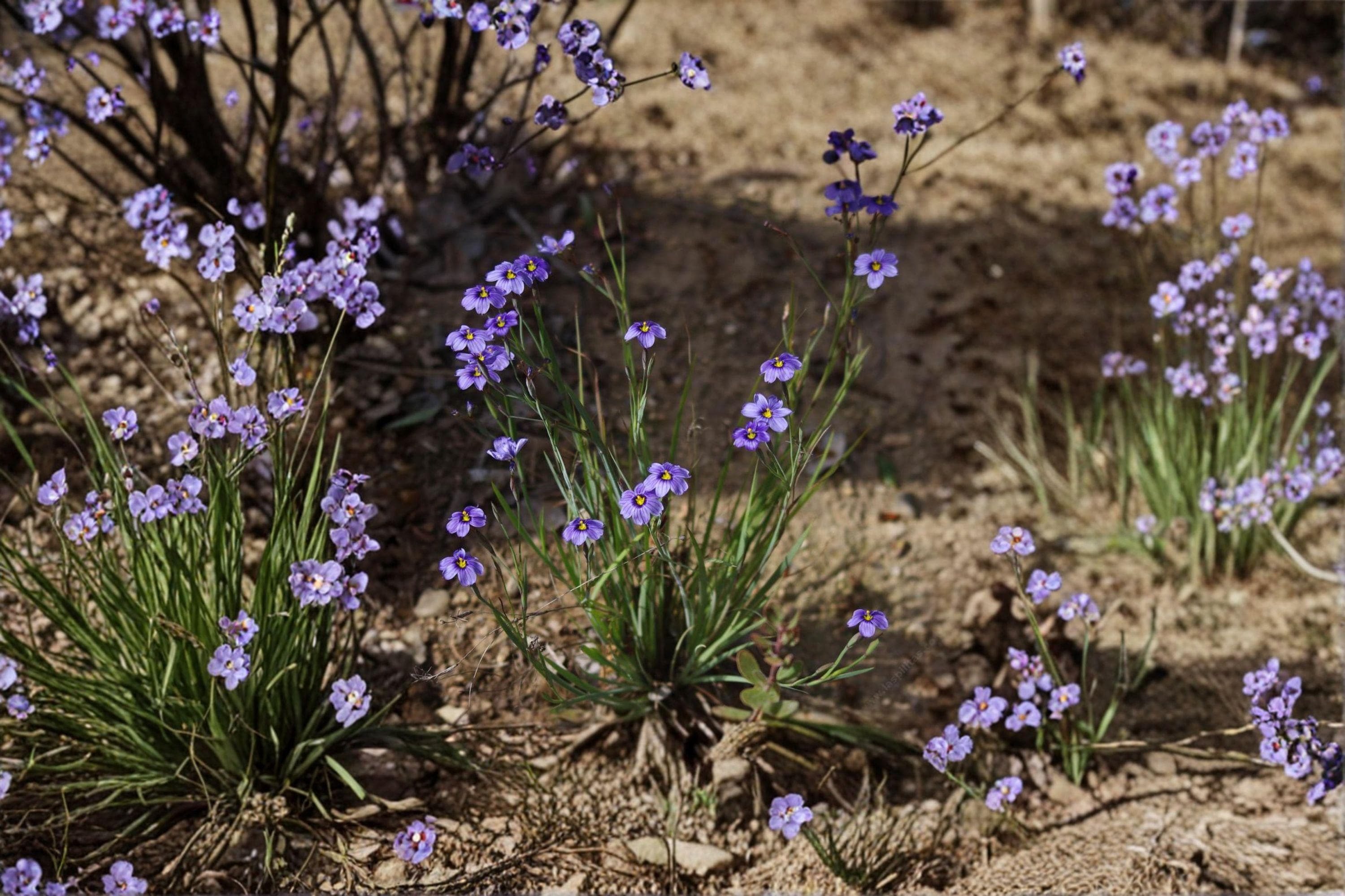 Western Blue-Eyed Grass – Sisyrinchium bellum, Native Perennial Wildflower | Grass-Like Foliage (100 Seeds)