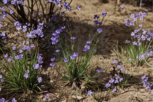 Western Blue-Eyed Grass – Sisyrinchium bellum, Native Perennial Wildflower | Grass-Like Foliage (100 Seeds)
