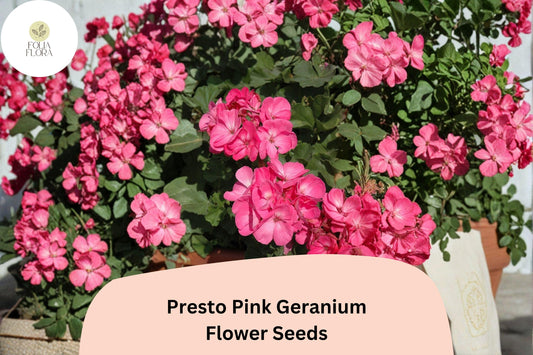 25+ Presto Pink Geranium Seeds | Compact Zonal Geranium | Bright Pink Blooms for Pots, Borders & Garden Beds