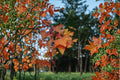 Painted Maple – Acer mono 10 Seeds | Hardy Asian Maple | Excellent Fall Color | Ornamental Deciduous Tree