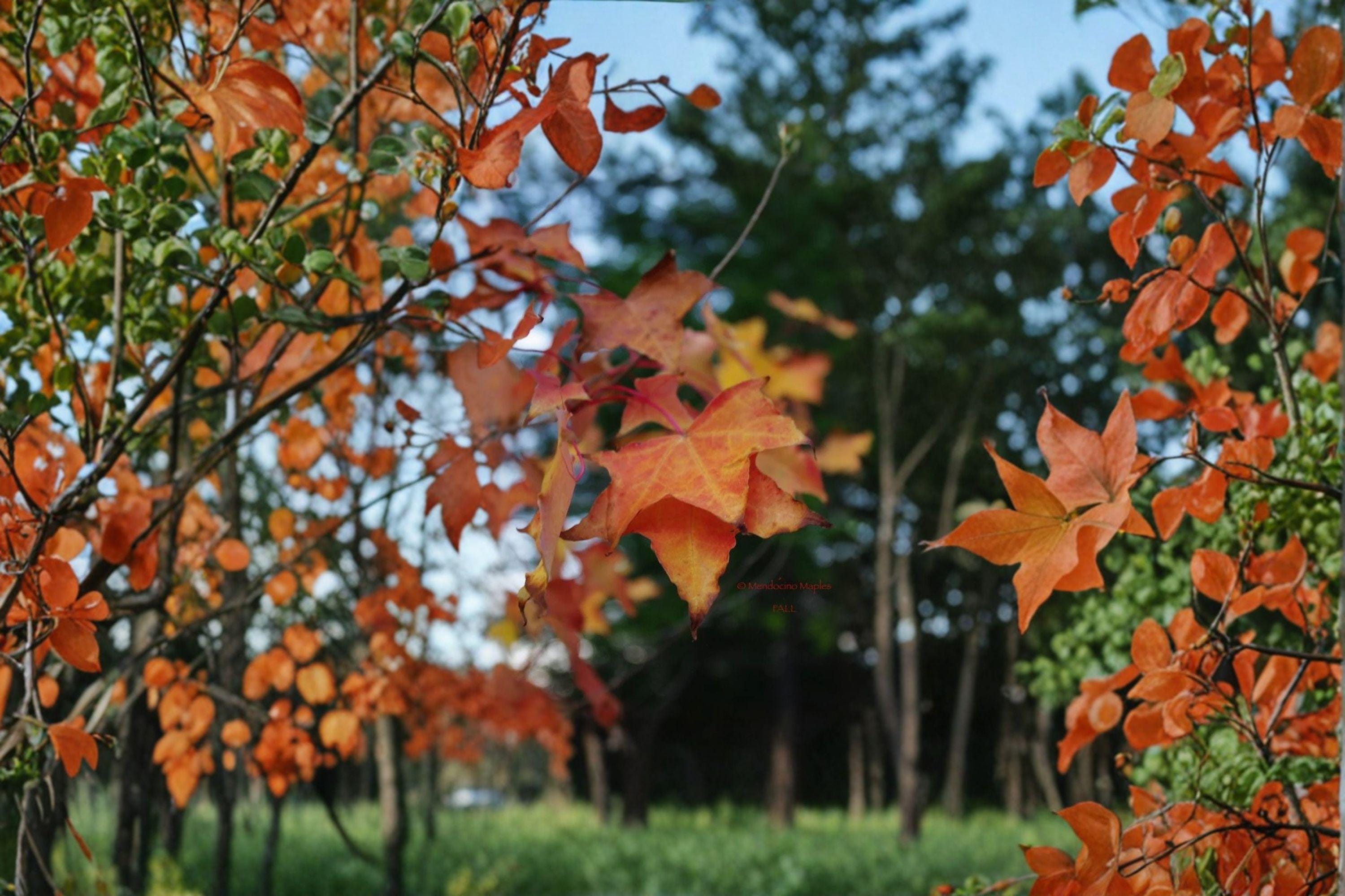 Painted Maple – Acer mono 10 Seeds | Hardy Asian Maple | Excellent Fall Color | Ornamental Deciduous Tree
