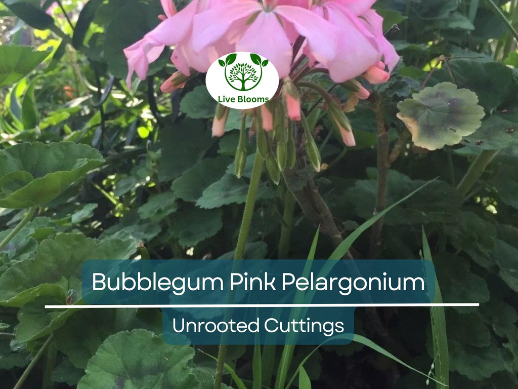 4 Bubblegum Pink Pelargonium Zonal Geranium Unrooted Cuttings - Fresh Live Plants, 8" Long, Ideal for Garden, Hanging Baskets & Containers