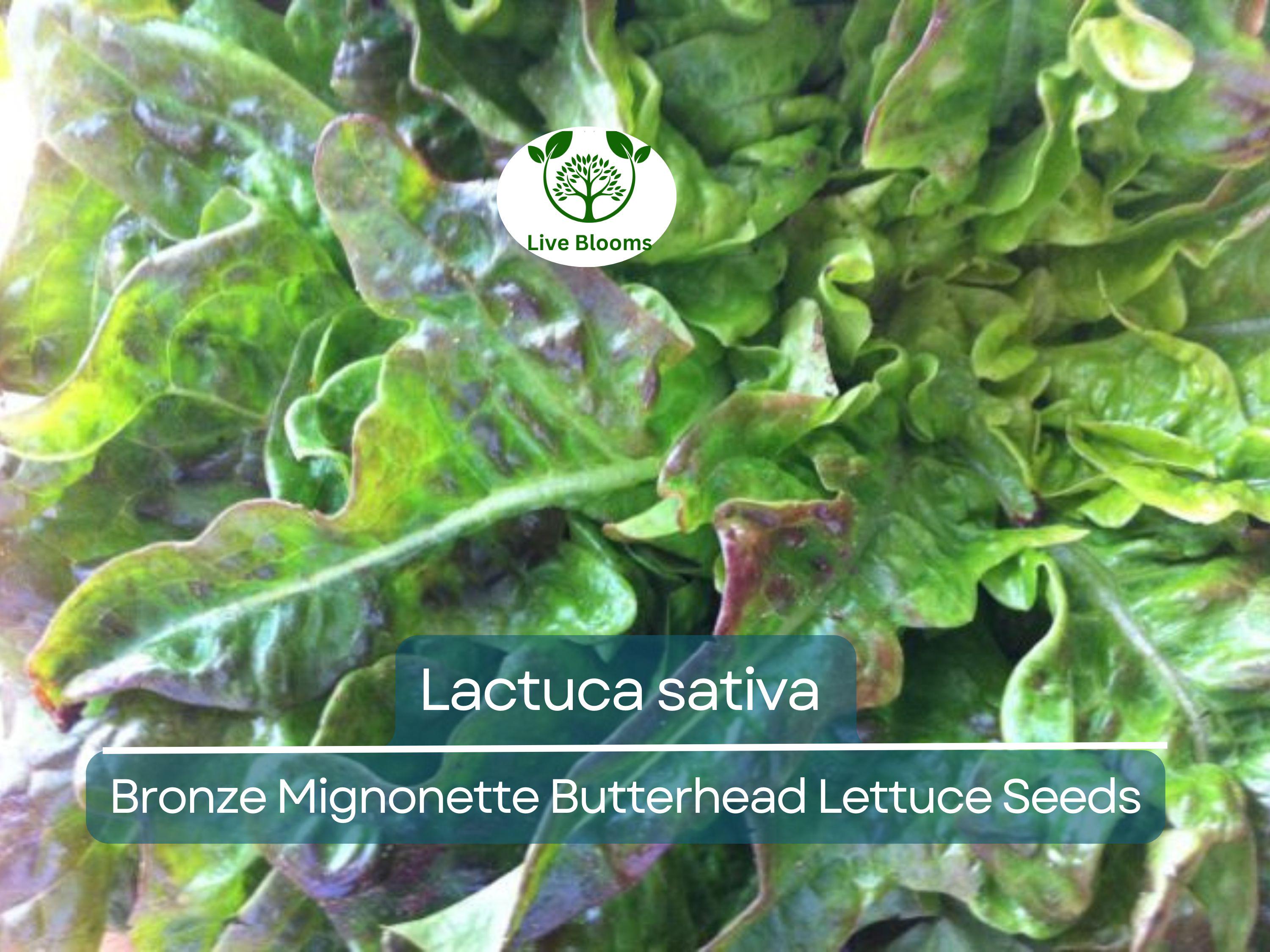 700 Seeds Bronze Mignonette Butterhead Lettuce – Lactuca sativa | Heirloom Butterhead Lettuce for Planting & Delicious Fresh Harvests