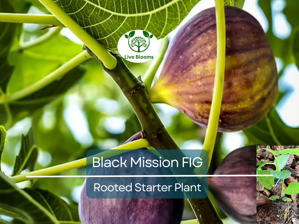1 Ficus "Black Mission" Fig Tree Starter Plant - Hardy, Healthy, Fresh Ficus Carica, Indoor/Outdoor, Delicious Fruit, Home Garden, Edible