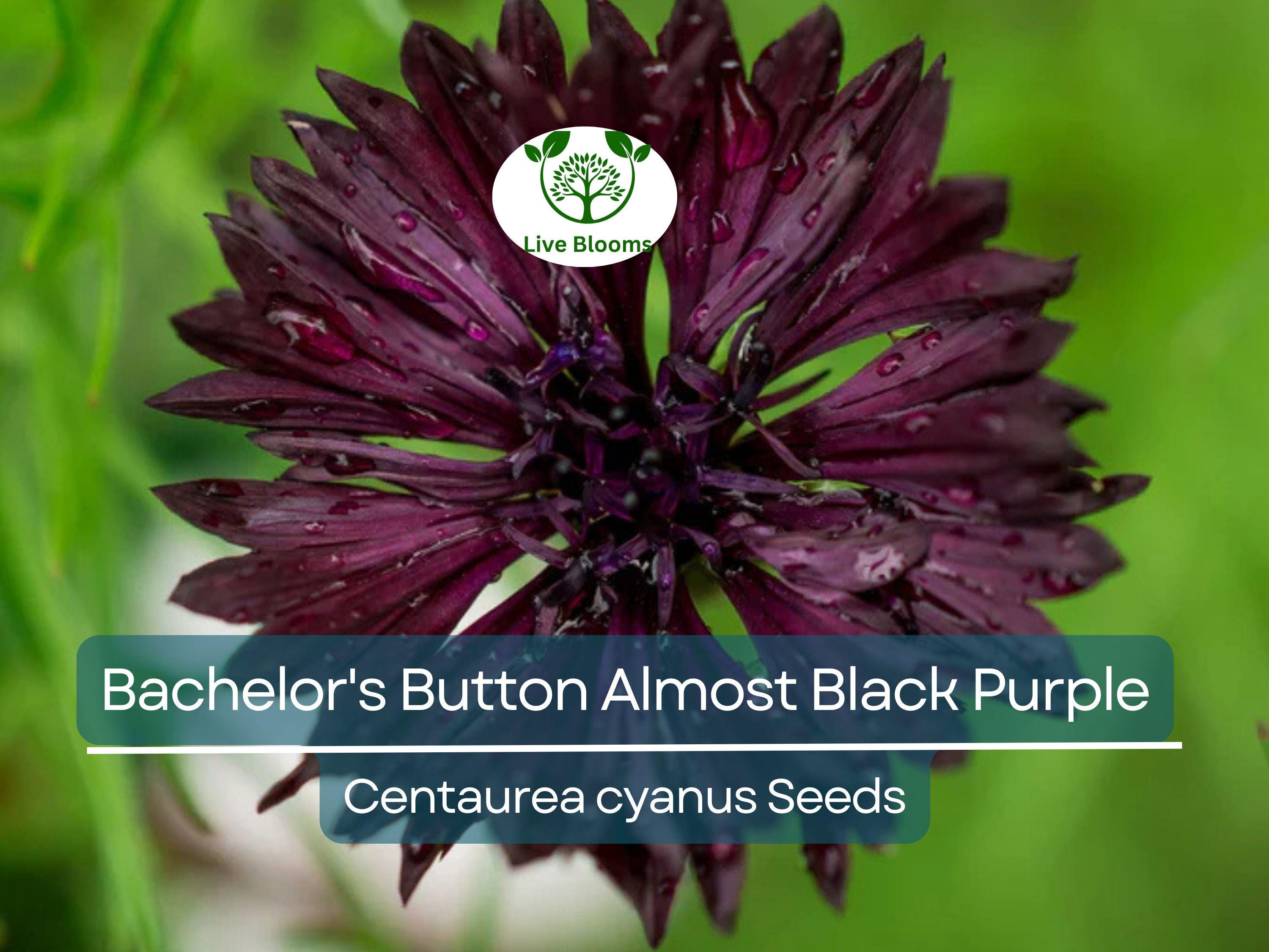 200 Seeds Cornflower Bachelor's Button ALMOST BLACK Purple - Centaurea Cyanus Non-GMO, Spring Plant, Unique Dark Purple Flowers, Garden Seed