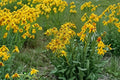 Orange Mountain Daisy Seeds – Hymenoxys hoopesii, Native Alpine Wildflower, Drought Tolerant (40 Seeds)