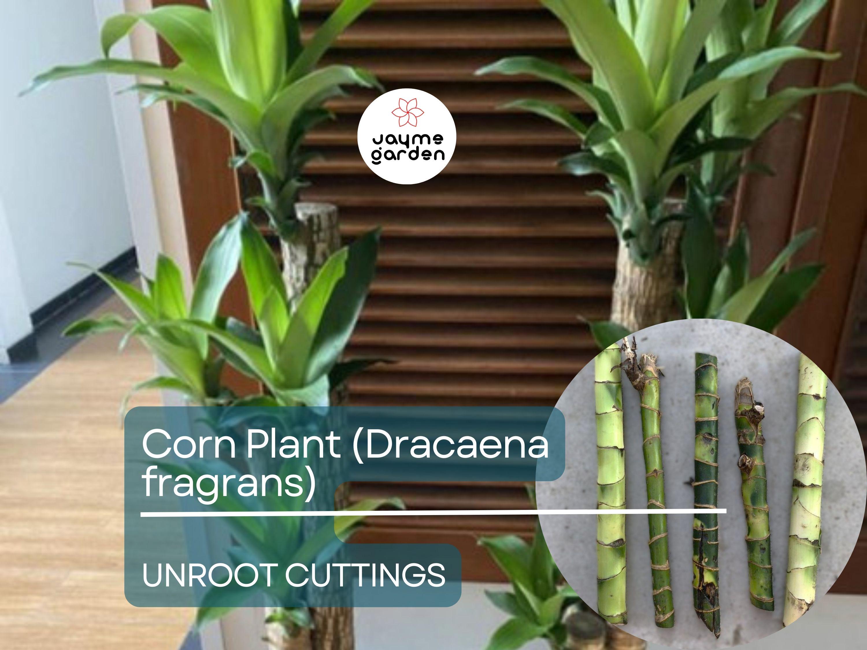5 Unroot Cuttings Corn Plant - Dracaena Fragrans, Fresh House Plant Cuttings, No Root, Easy to Grow Indoor Plant for Home & Office