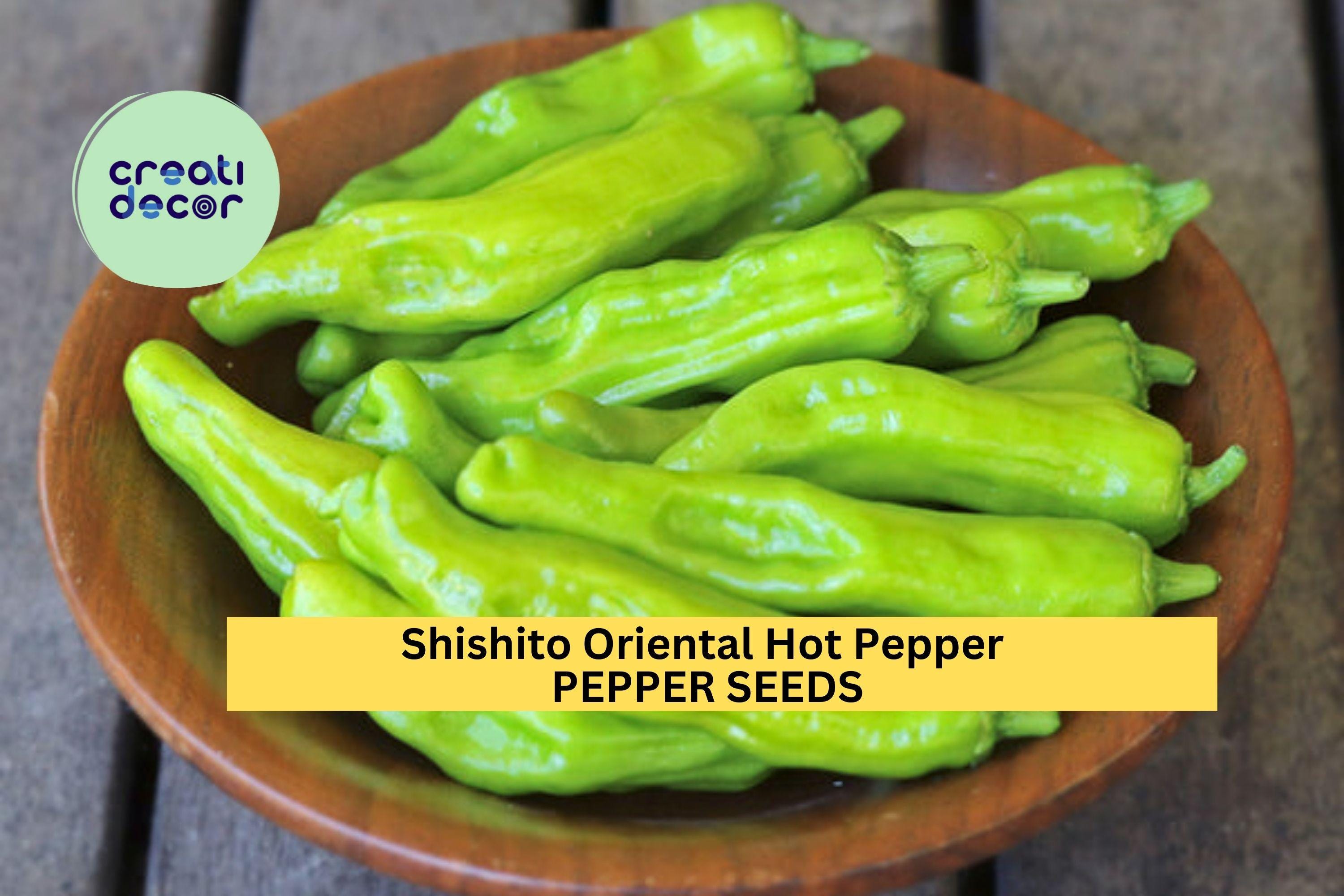 3pcs of 250mg Shishito Oriental Hot Pepper Seeds – Mild & Flavorful Asian Chili – Productive Garden Seeds for Planting