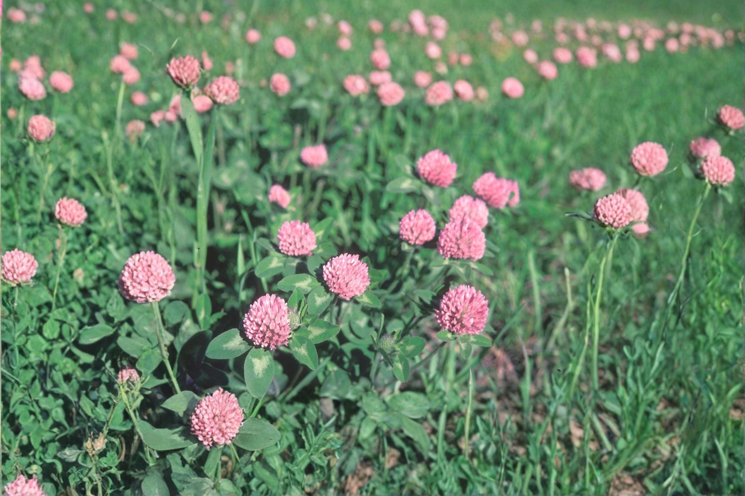 Red Clover – Trifolium pratense Seeds | 100 Seeds | Nitrogen Fixing | Pollinator Friendly Cover Crop
