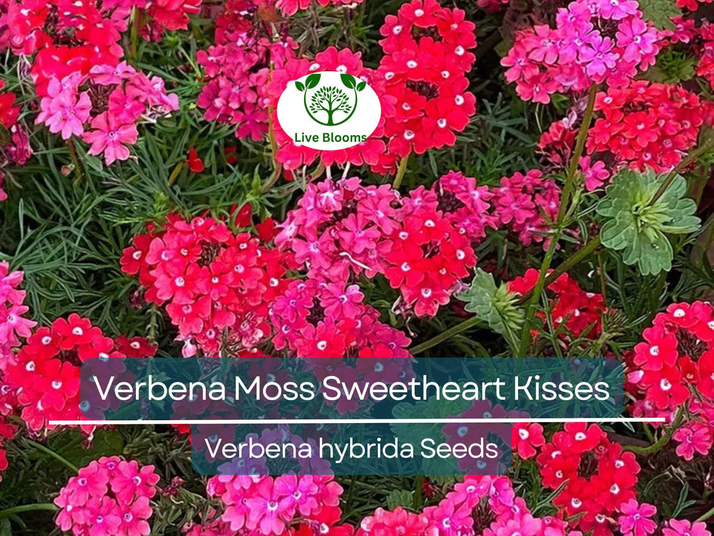 100 Seeds Verbena Moss Sweetheart Kisses (Verbena hybrida) Perennial Flowers for Butterflies & Bees, Vibrant Garden Blooms