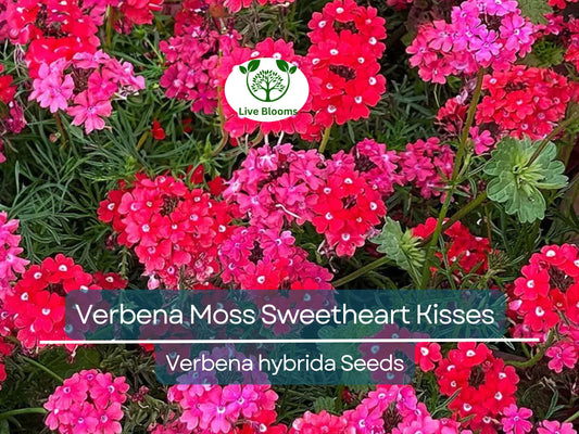100 Seeds Verbena Moss Sweetheart Kisses (Verbena hybrida) Perennial Flowers for Butterflies & Bees, Vibrant Garden Blooms