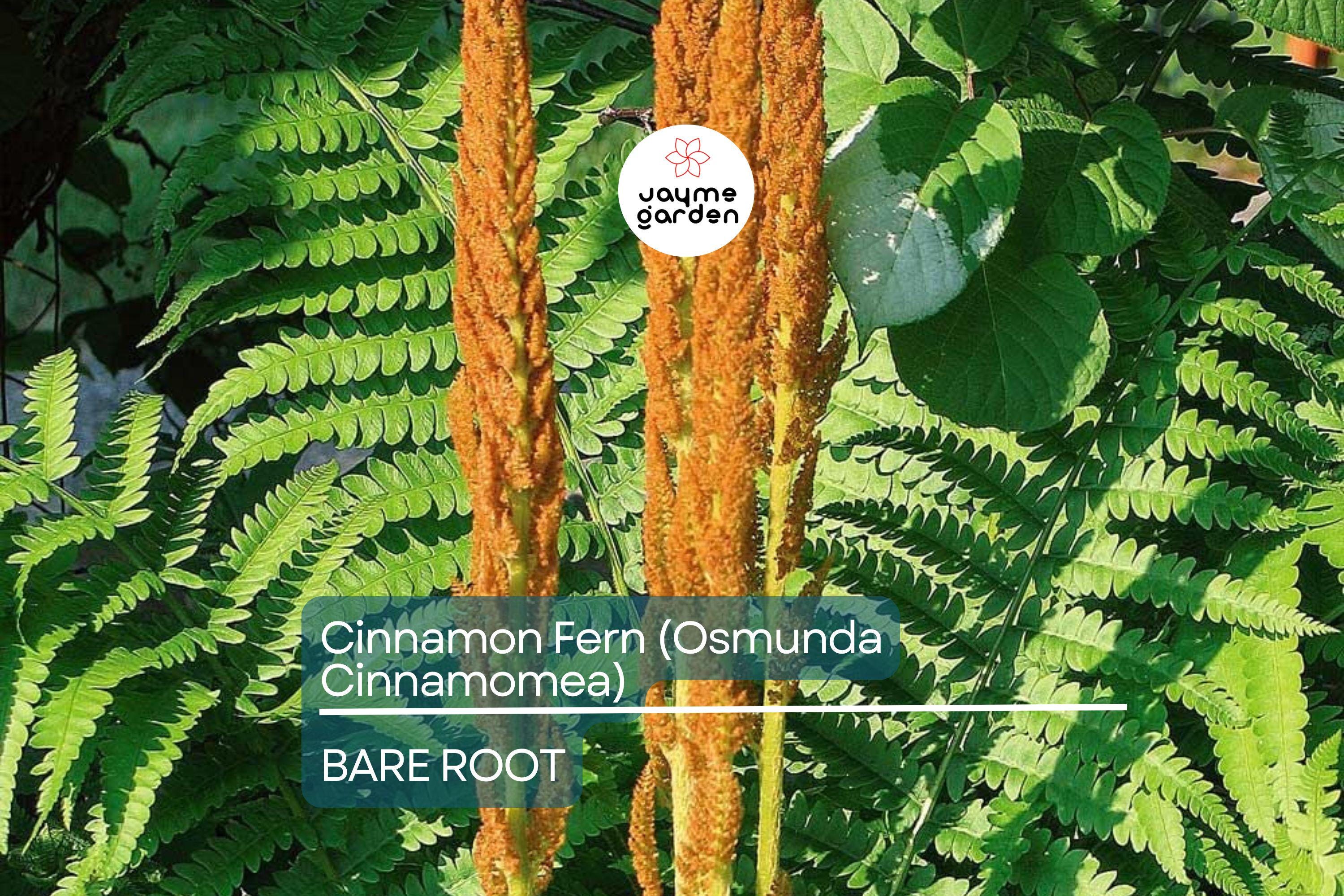 3 Small Bare-Root Cinnamon Ferns (Osmunda cinnamomea) | Lush Perennial, Shade-Loving | Fast Shipping