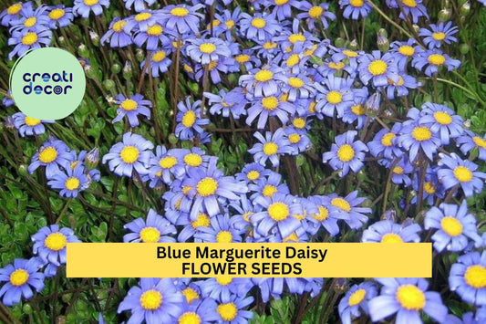 Blue Marguerite Daisy Seeds – 200+ Seeds – Sky-Blue Blooms with Yellow Centers for Pollinator Gardens, Containers & Borders – USA