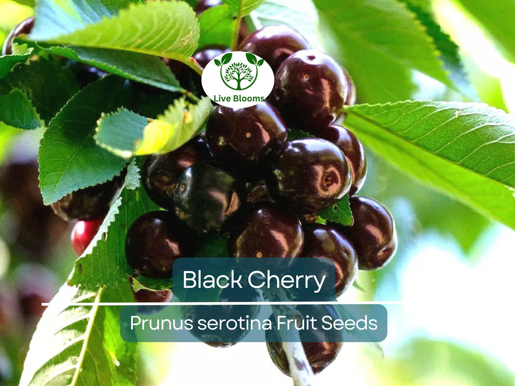 20 Black Cherry Seeds (Prunus serotina), Sweet Edible Fruit, High Yield, Hardy Tree, Perfect for Garden, Jam, Jellies, & Fresh Eating