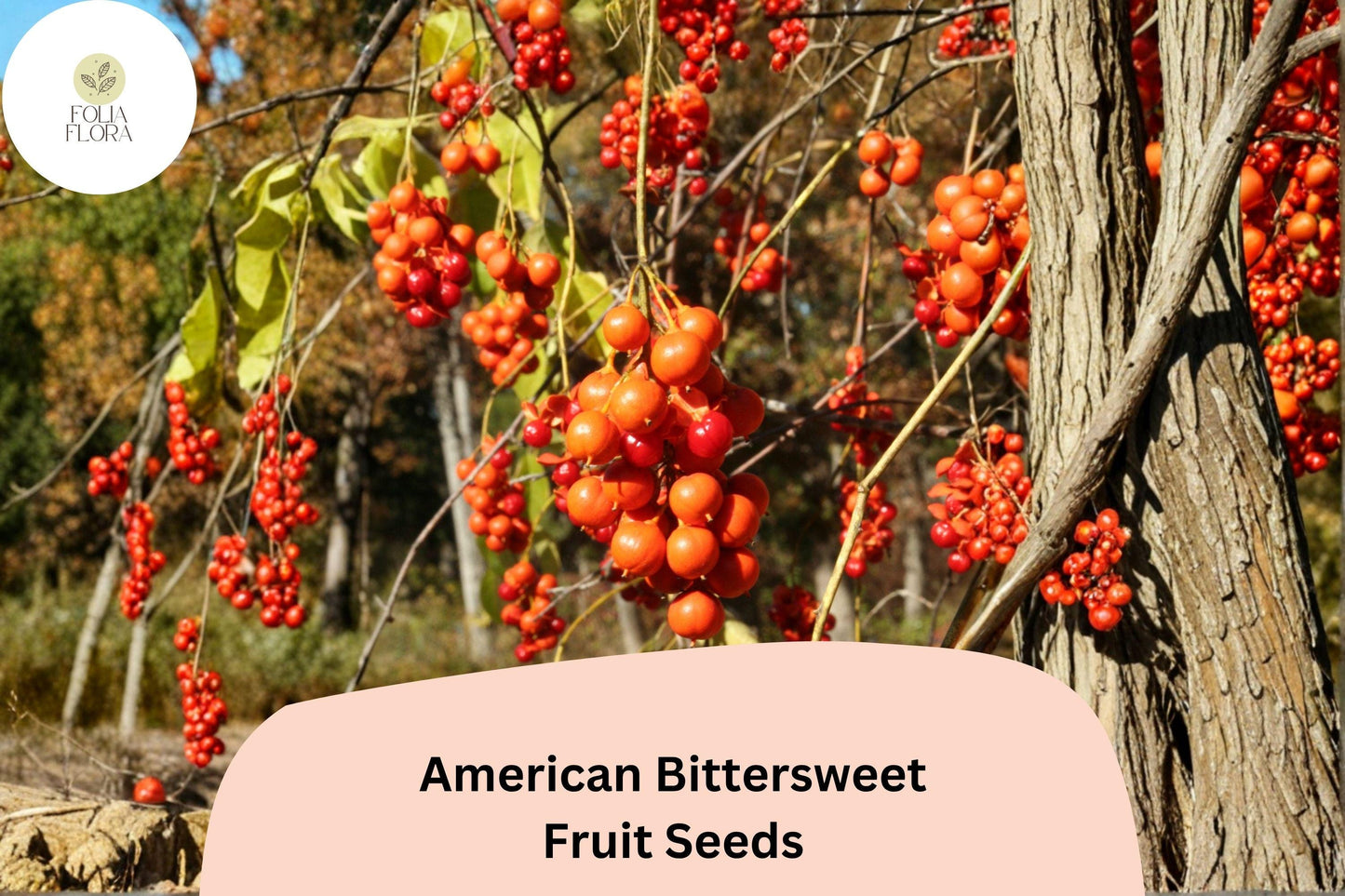 30 American Bittersweet Seeds for Planting | Celastrus scandens | Native Climbing Vine with Orange-Red Berries