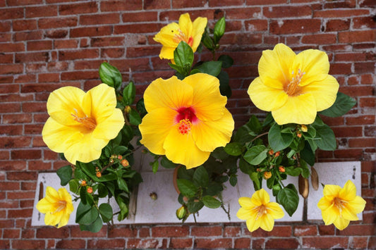 Hardy Yellow Rose of Sharon Seeds – Hibiscus hamabo | 10 Seeds | Ornamental Garden & Landscape Plant