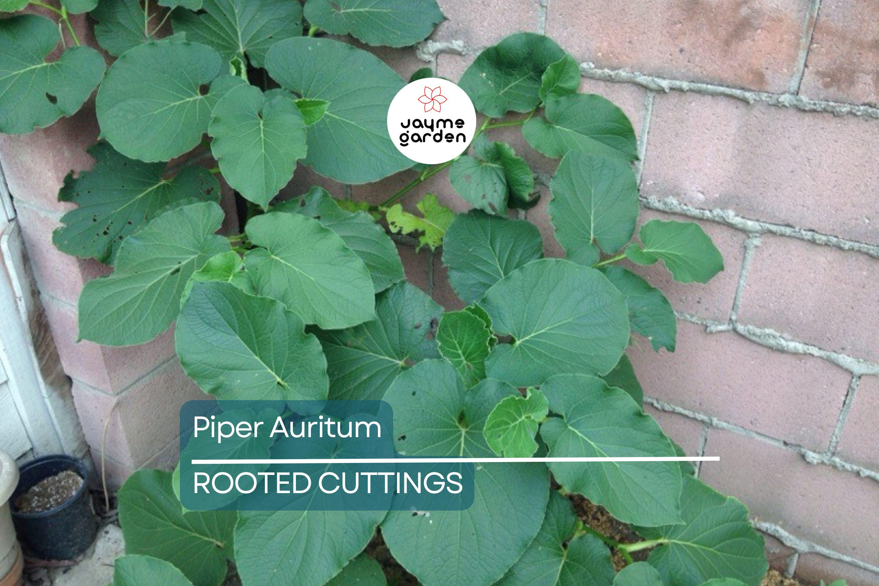 2 Piper Auritum Root Beer Plants (Hoja Santa) - Edible Mexican Pepperleaf, Ornamental