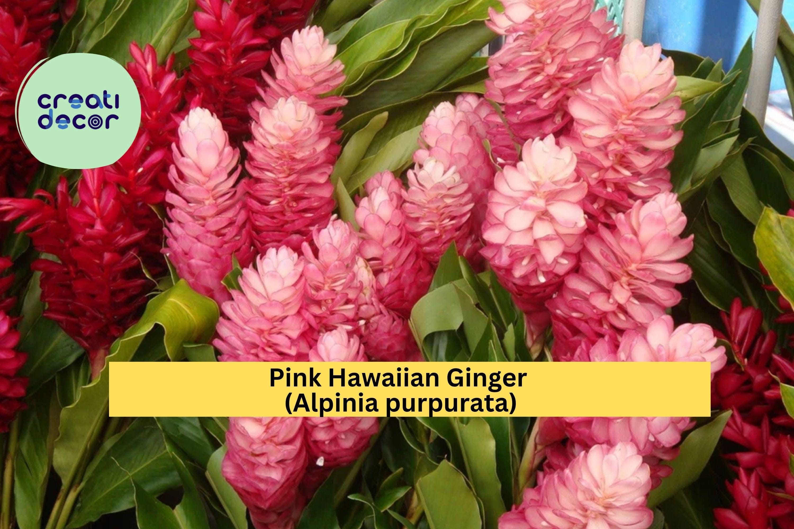 Pink Hawaiian Ginger – Alpinia purpurata 2 Live Roots, Tropical Flowering Plant for Garden or Patio, Vibrant Pink Blooms